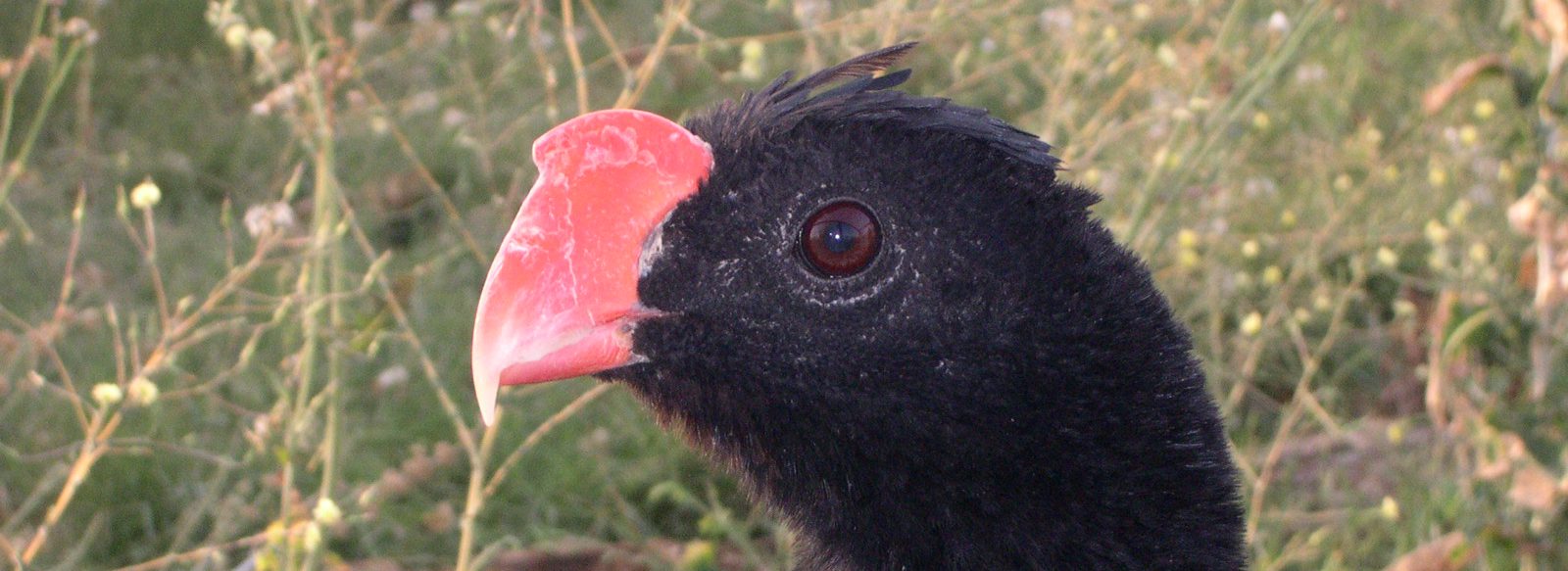 Cabeza de un crácido negro con el pico rojo