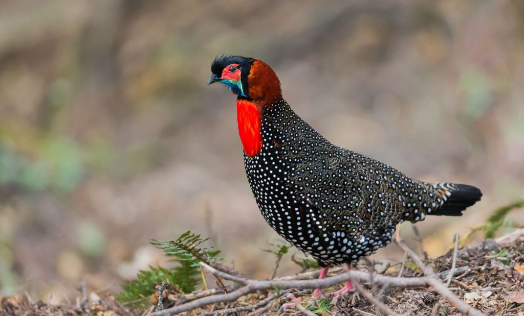 Tragopán macho